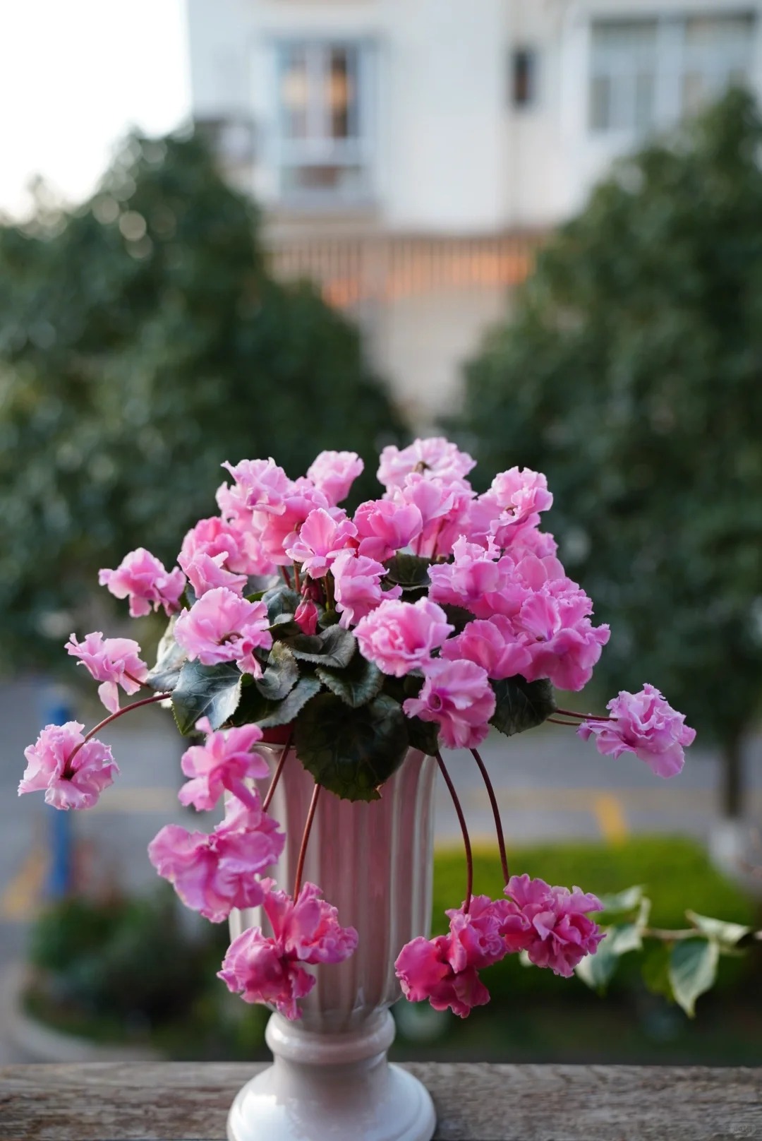 Hoa anh thảo đang hot, vừa dễ trồng lại giúp nhà thêm phúc khí, hoa nở từ Noel đến sau Tết, chị em tha hồ mà chơi- Ảnh 14.