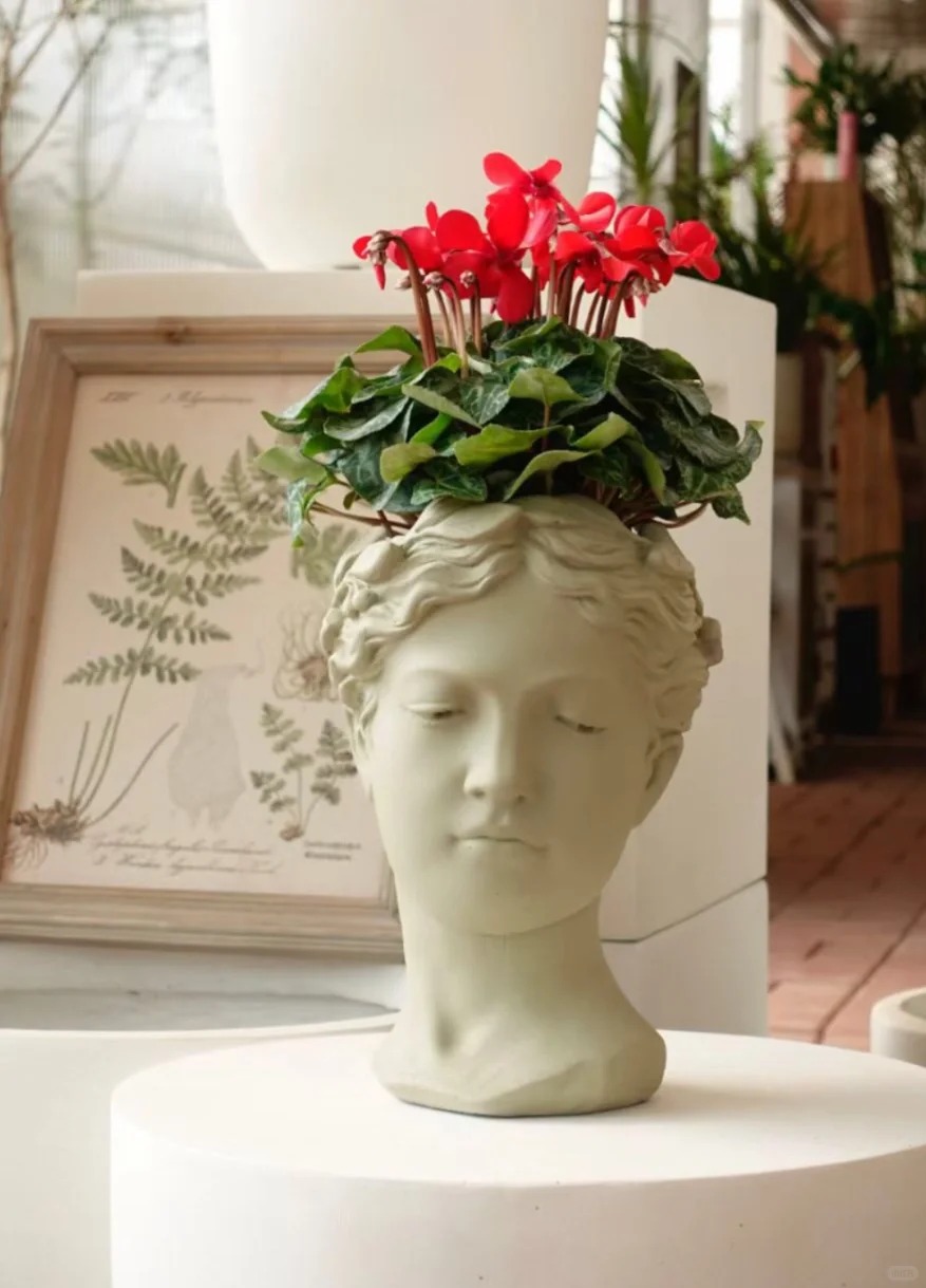 Hoa anh thảo đang hot, vừa dễ trồng lại giúp nhà thêm phúc khí, hoa nở từ Noel đến sau Tết, chị em tha hồ mà chơi- Ảnh 17.