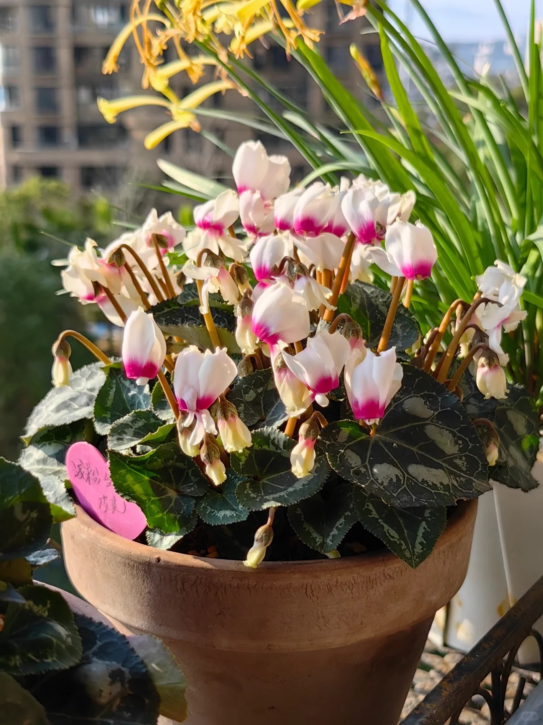 Hoa anh thảo đang hot, vừa dễ trồng lại giúp nhà thêm phúc khí, hoa nở từ Noel đến sau Tết, chị em tha hồ mà chơi- Ảnh 20.