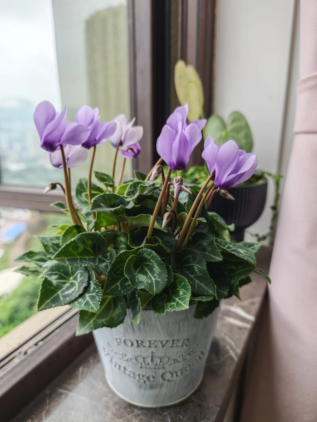 Hoa anh thảo đang hot, vừa dễ trồng lại giúp nhà thêm phúc khí, hoa nở từ Noel đến sau Tết, chị em tha hồ mà chơi- Ảnh 24.