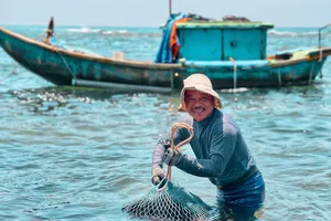 Ngư dân Quảng Ngãi vào mùa săn nhum biển ở mũi Ba Làng An