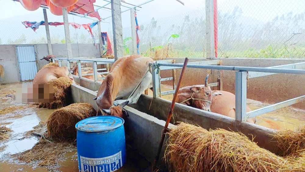 Đàn bò của ông Hoàng Văn Nghiêm bị lũ nhấn chìm, gây thiệt hại nặng. Gia-Lai-khac-phuc-thien-tai-3.jpg