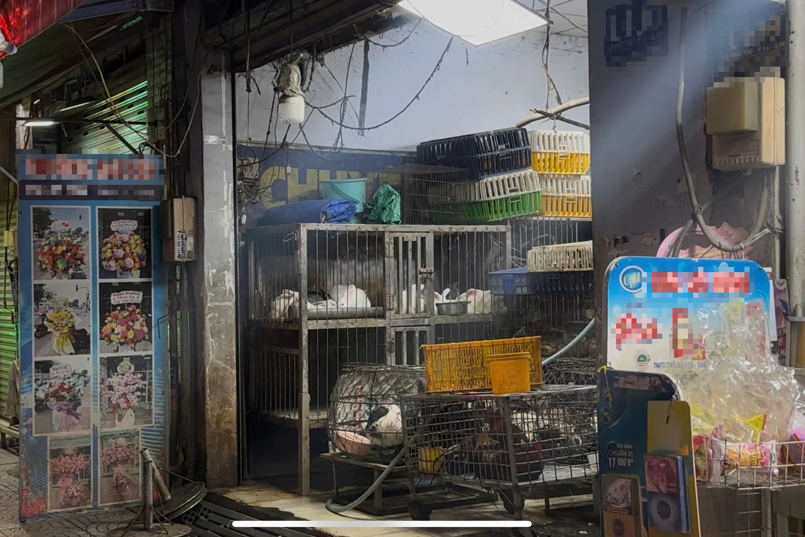 Công an TP.HCM mạnh tay dẹp nạn trộm chó, mèo và chợ thịt chó 'đen'- Ảnh 2.