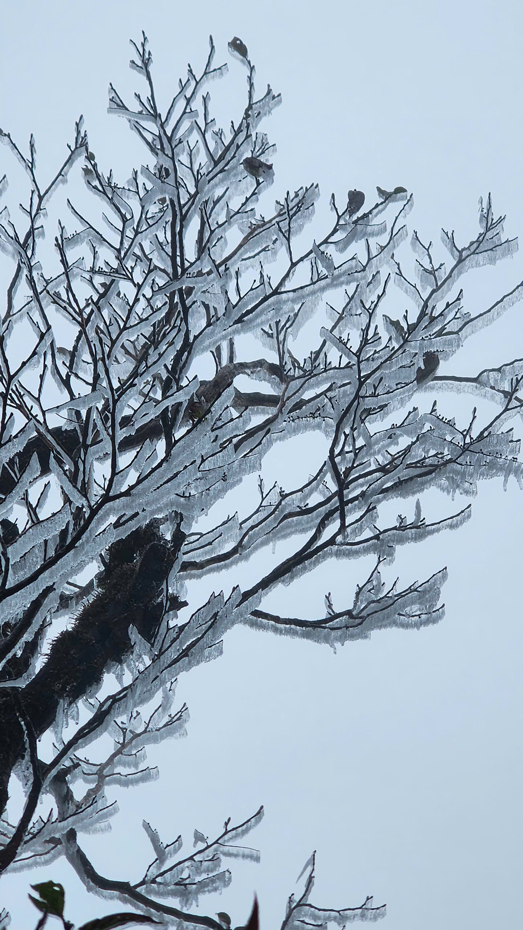 Băng giá, sương muối đến sớm, mùa đông năm nay rét mạnh - Ảnh 2.