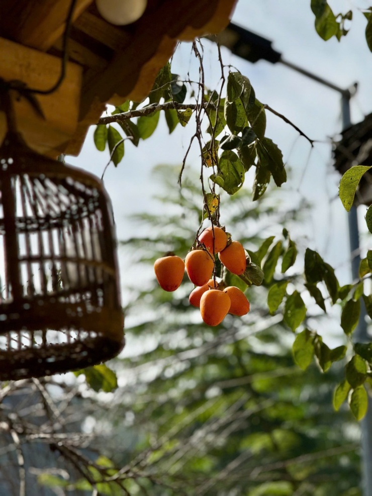 Cây hồng 'khổ nhất Việt Nam' hút khách check in làng Lô Lô Chải - 6