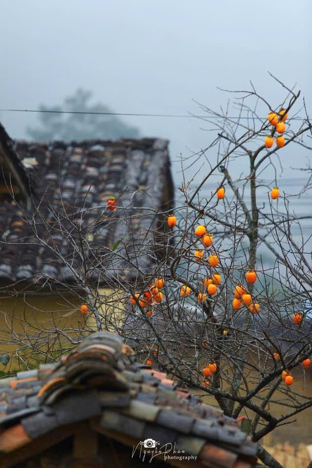 Cây hồng 'khổ nhất Việt Nam' hút khách check in làng Lô Lô Chải - 7