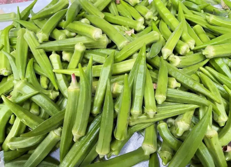 Những lợi ích khi uống đậu bắp hàng ngày như cải thiện tiêu hóa, tốt cho tiểu đường. Ảnh: PHƯƠNG LÊ.