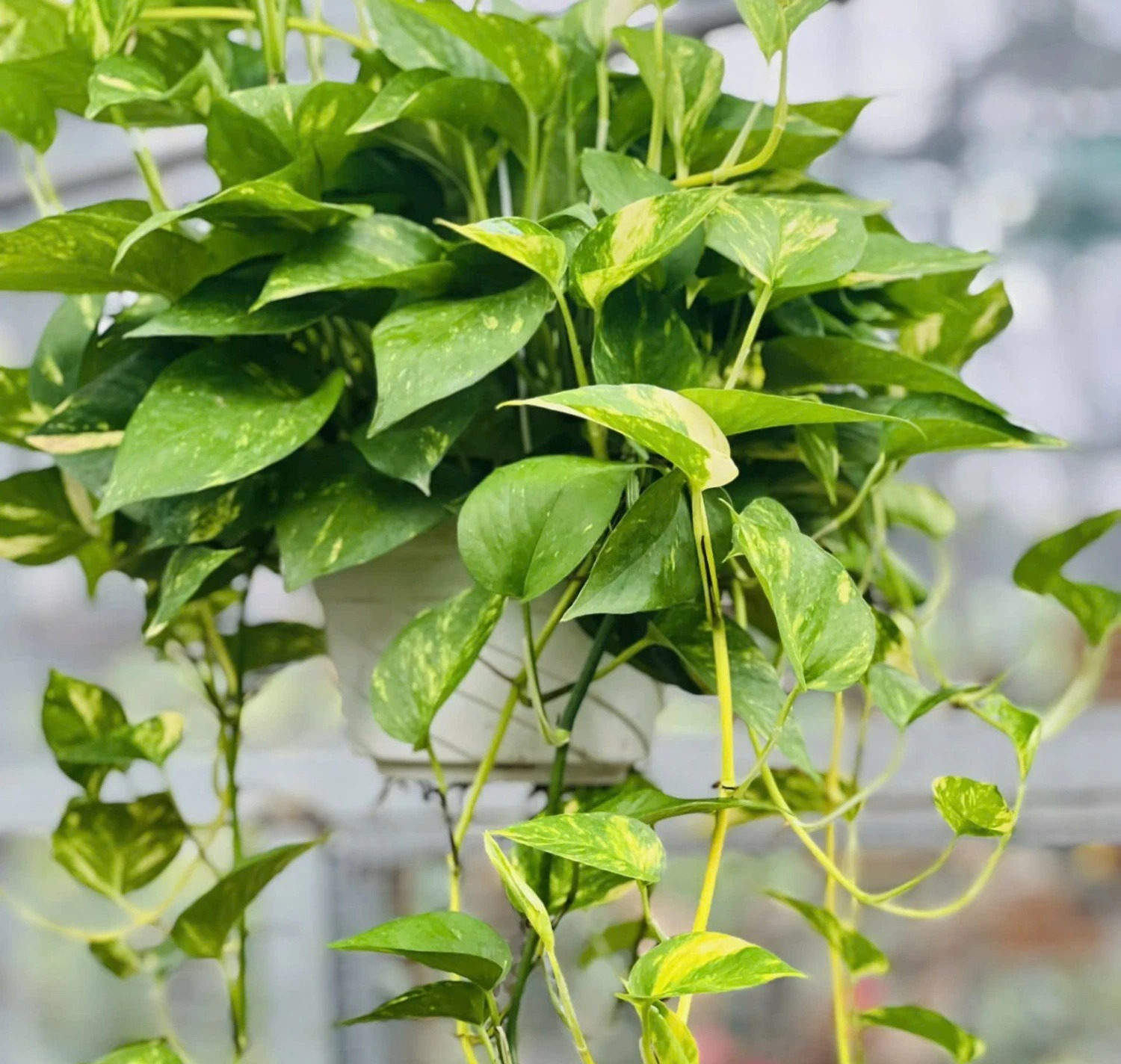 6 cây NASA khuyên trồng, 3 cây nên tránh- Ảnh 2.