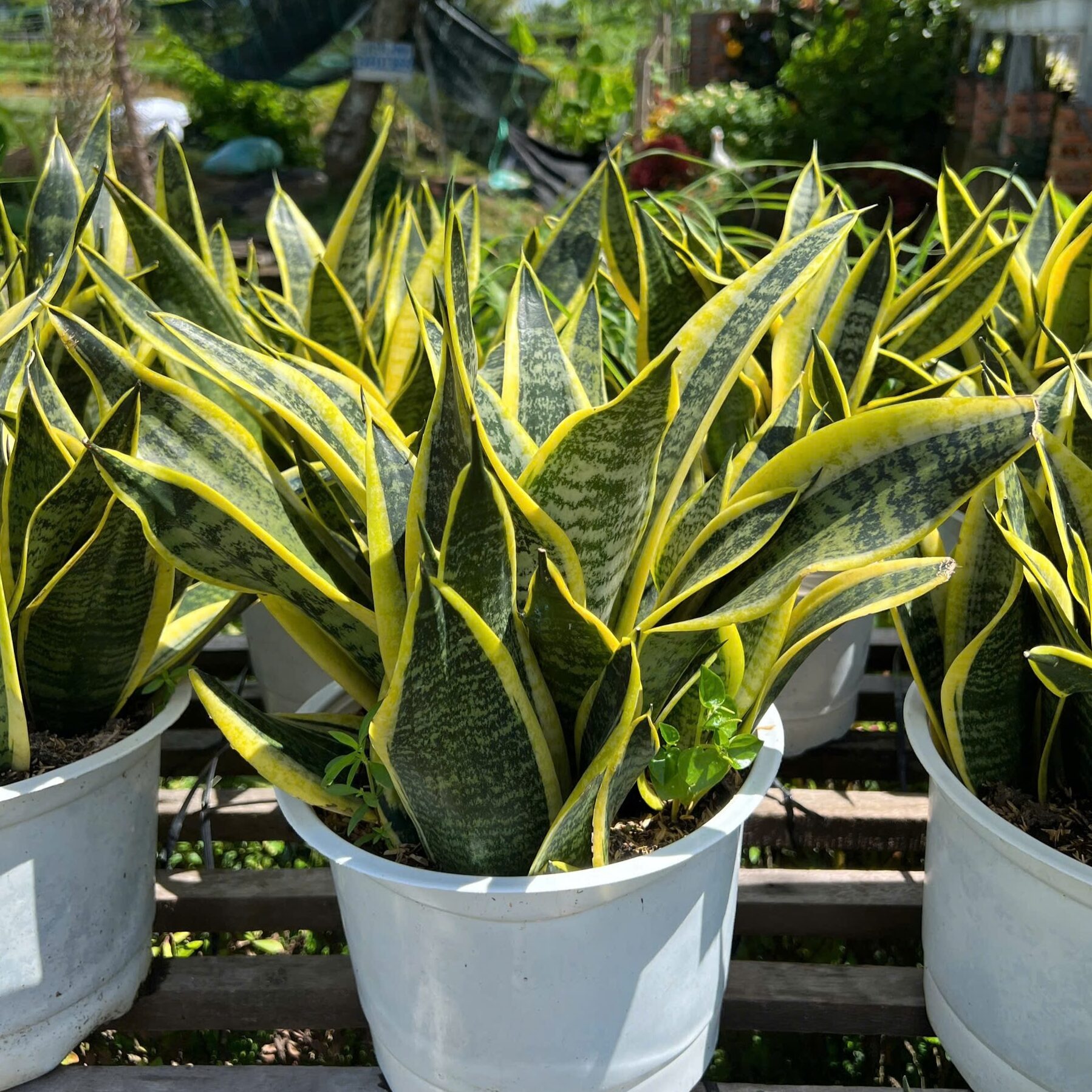 6 cây NASA khuyên trồng, 3 cây nên tránh- Ảnh 1.