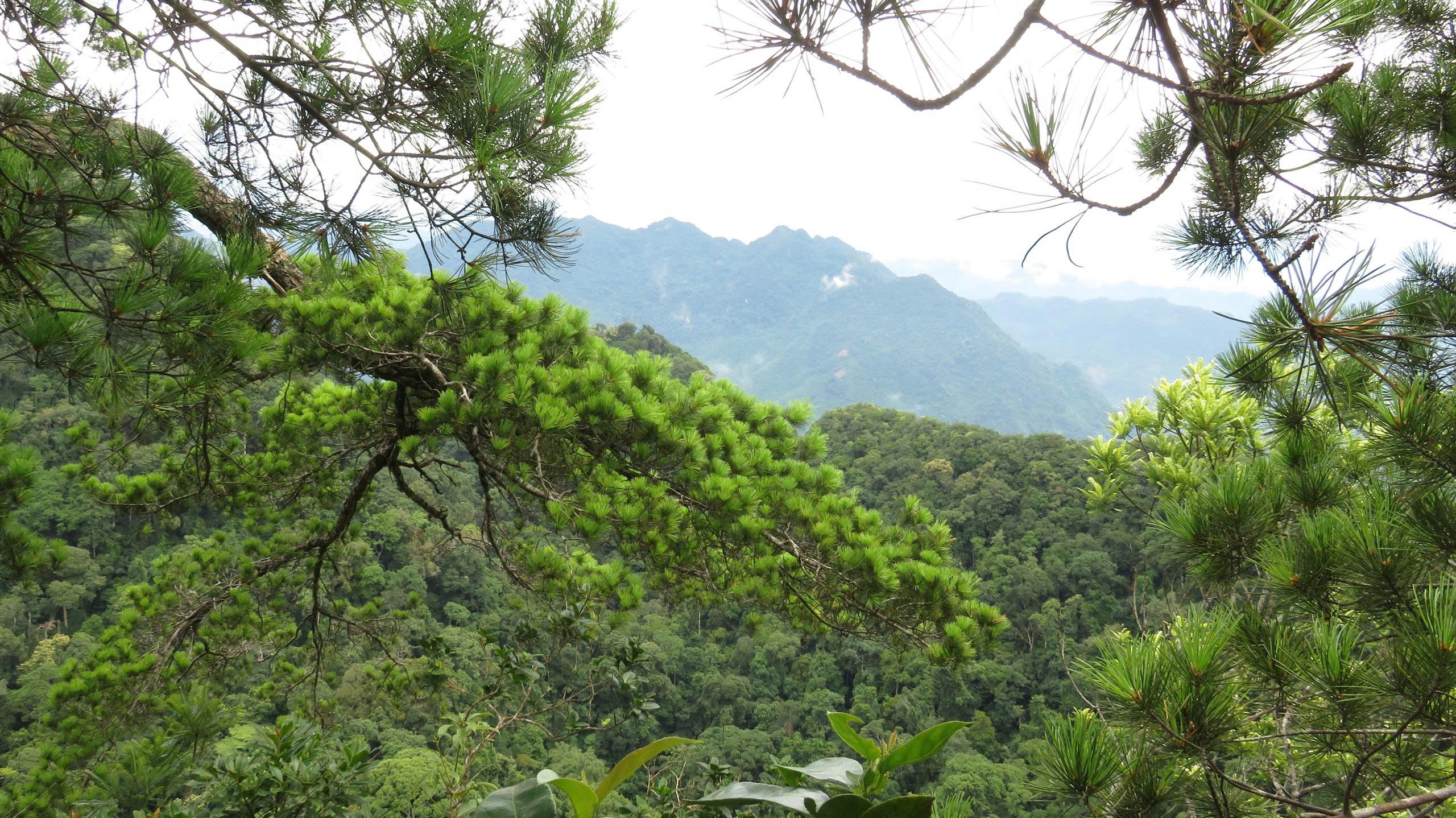 6 loài cây hạt trần quý hiếm có nguy cơ tuyệt chủng tại 1 khu rừng ở Thanh Hóa - Ảnh 1.