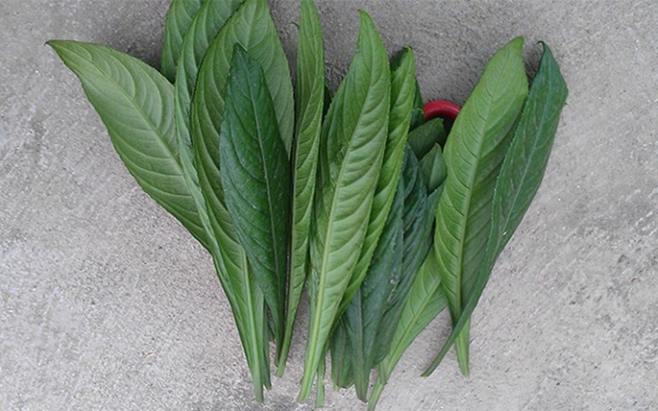 Lá xương sông có tác dụng chữa chứng đầy bụng, nôn trớ ở trẻ nhỏ.