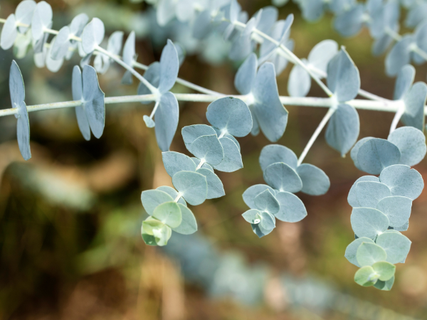 7 loại cây kiến rất ngại “đụng mặt”, thấy là sẽ quay đầu- Ảnh 5.