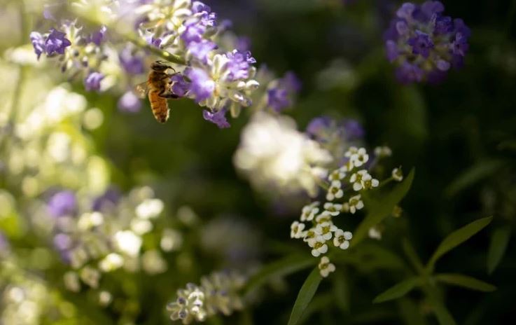 8 loại cây đuổi ruồi muỗi tốt nhất cho sân vườn của bạn- Ảnh 1. 8 loại cây đuổi ruồi muỗi tốt nhất cho sân vườn của bạn- Ảnh 1.