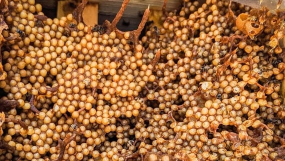 Người đàn ông đi rừng, mang con vật bé tí ti về thuần dưỡng: Ai ngờ thu được “vàng lỏng” 1,5 triệu đồng/lít- Ảnh 1.