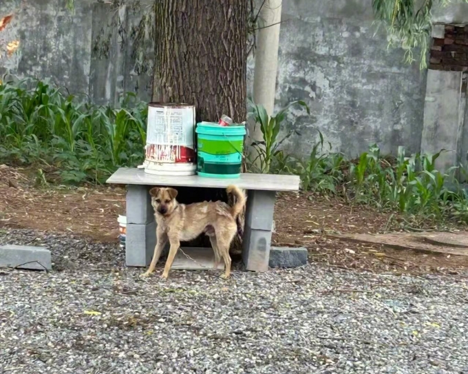 Chó nhà ông Cương bị xích ngoài cửa. Ảnh: Weibo