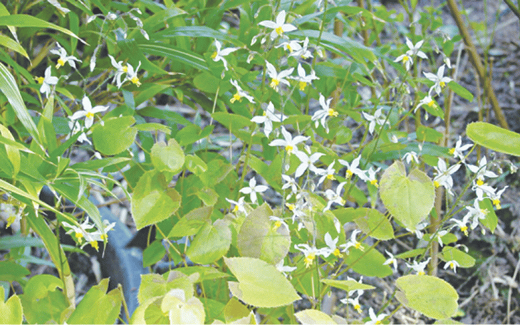 Công dụng của nước lá đinh lăng - Ảnh 2.