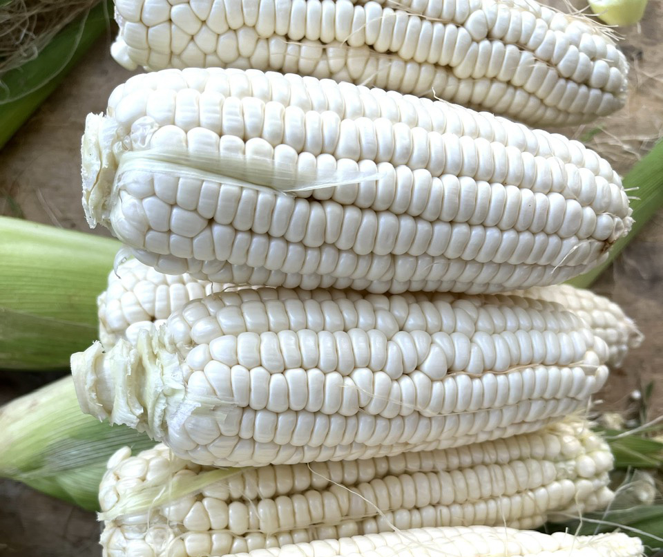 Bắp rất nhiều lợi ích cho sức khỏe 1 sức khỏe - Ảnh 1.