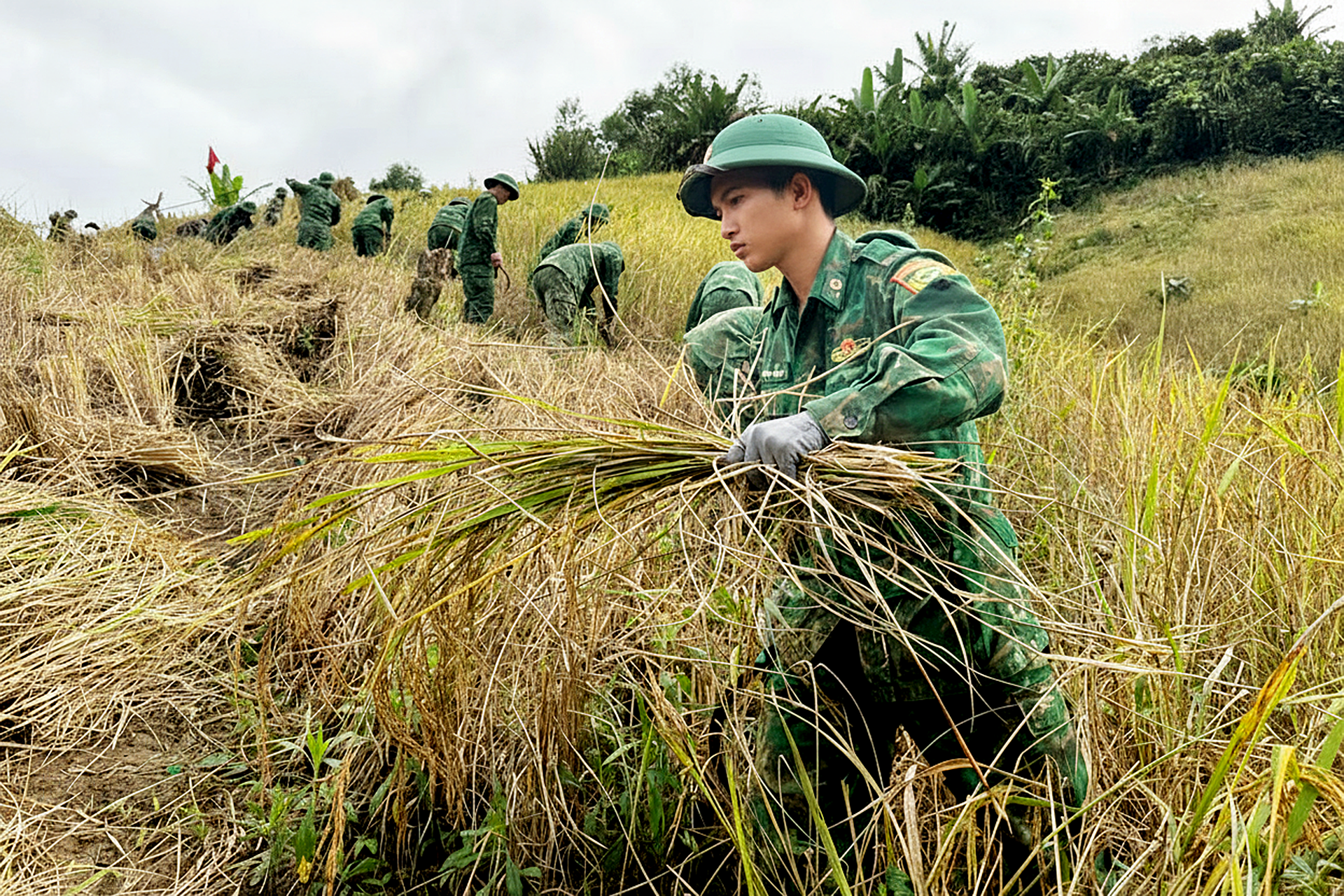 Bộ đội biên phòng gặt lúa giúp dân 'chạy bão', chằng nhà cửa - Ảnh 1.