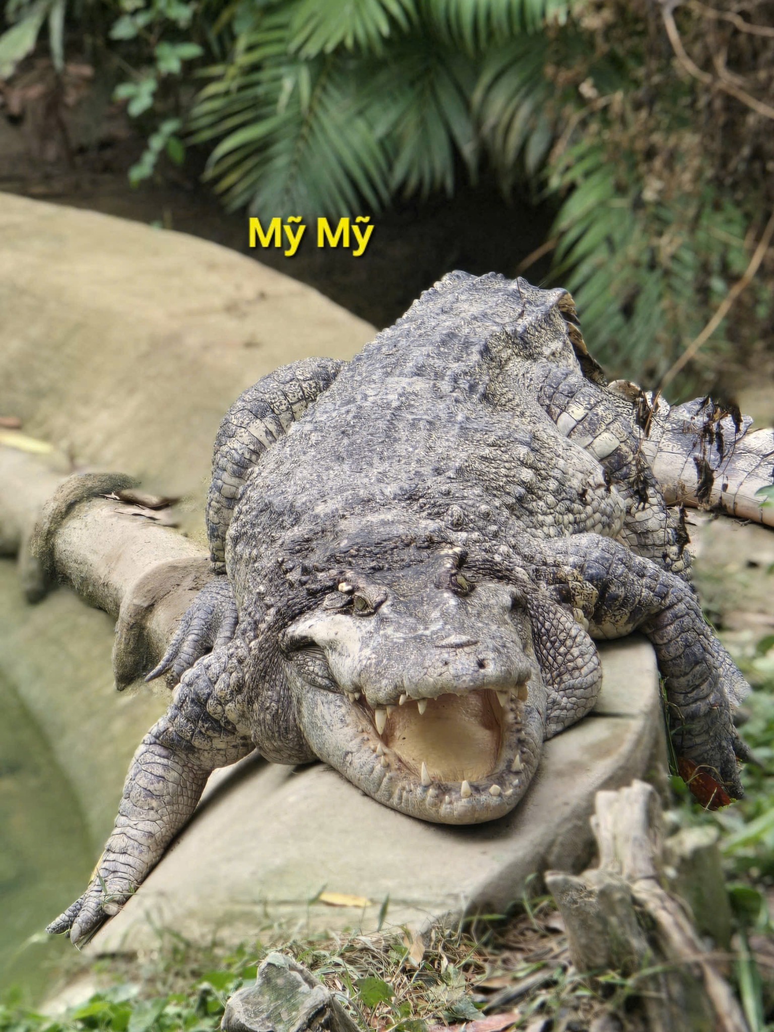 Ca sau Thao Cam Vien duoc rua oan va lai