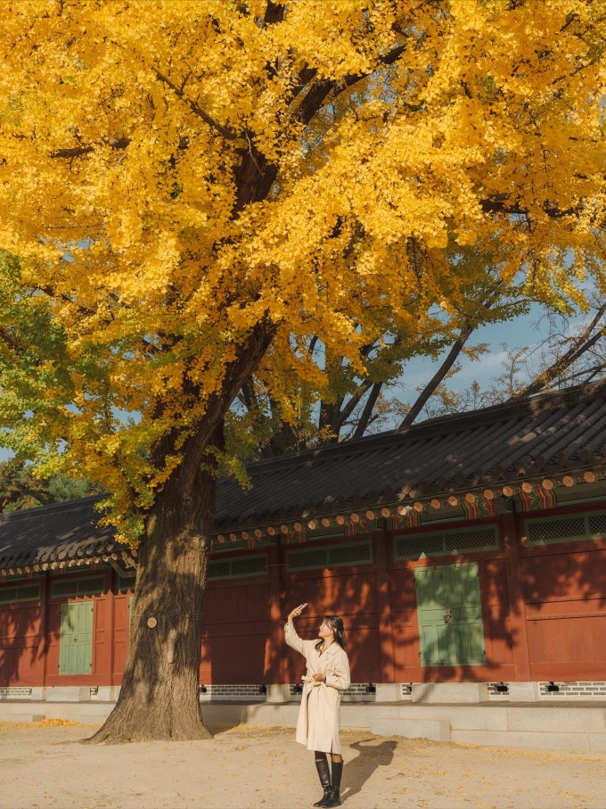 Du khách check in bên cây lá vàng ở cung điện Gyeongbokgung, Seoul. Ảnh: jungkong