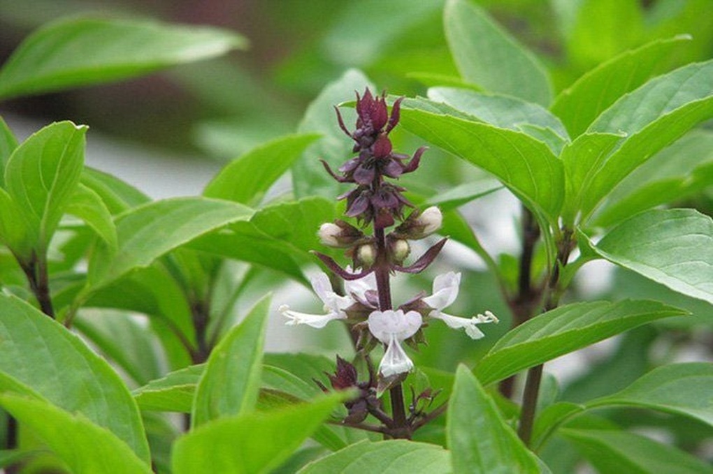 Cách đào thải axit uric bằng húng quế ít người biết - 1