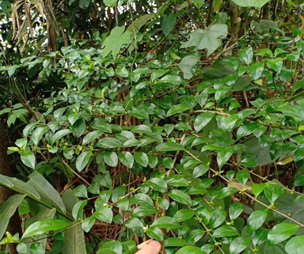 Cây dại ở bờ rào hóa 