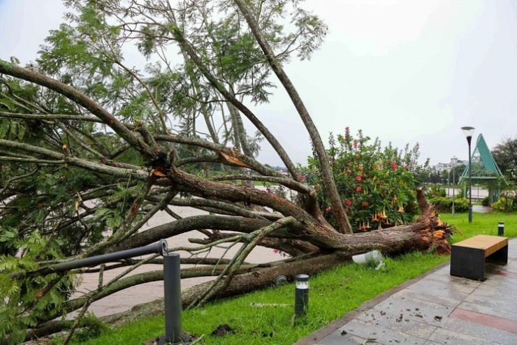 Cây phượng tím biểu tượng ở Đà Lạt bị bão quật đổ - 1