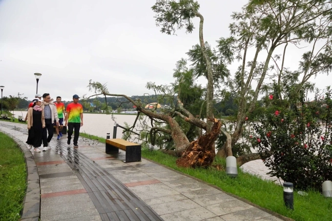 Cây phượng tím biểu tượng ở Đà Lạt bị bão quật đổ 3 Phần thân còn sống ở sát mặt hồ sẽ được cố định. Ảnh: Trương Ngọc Thụy