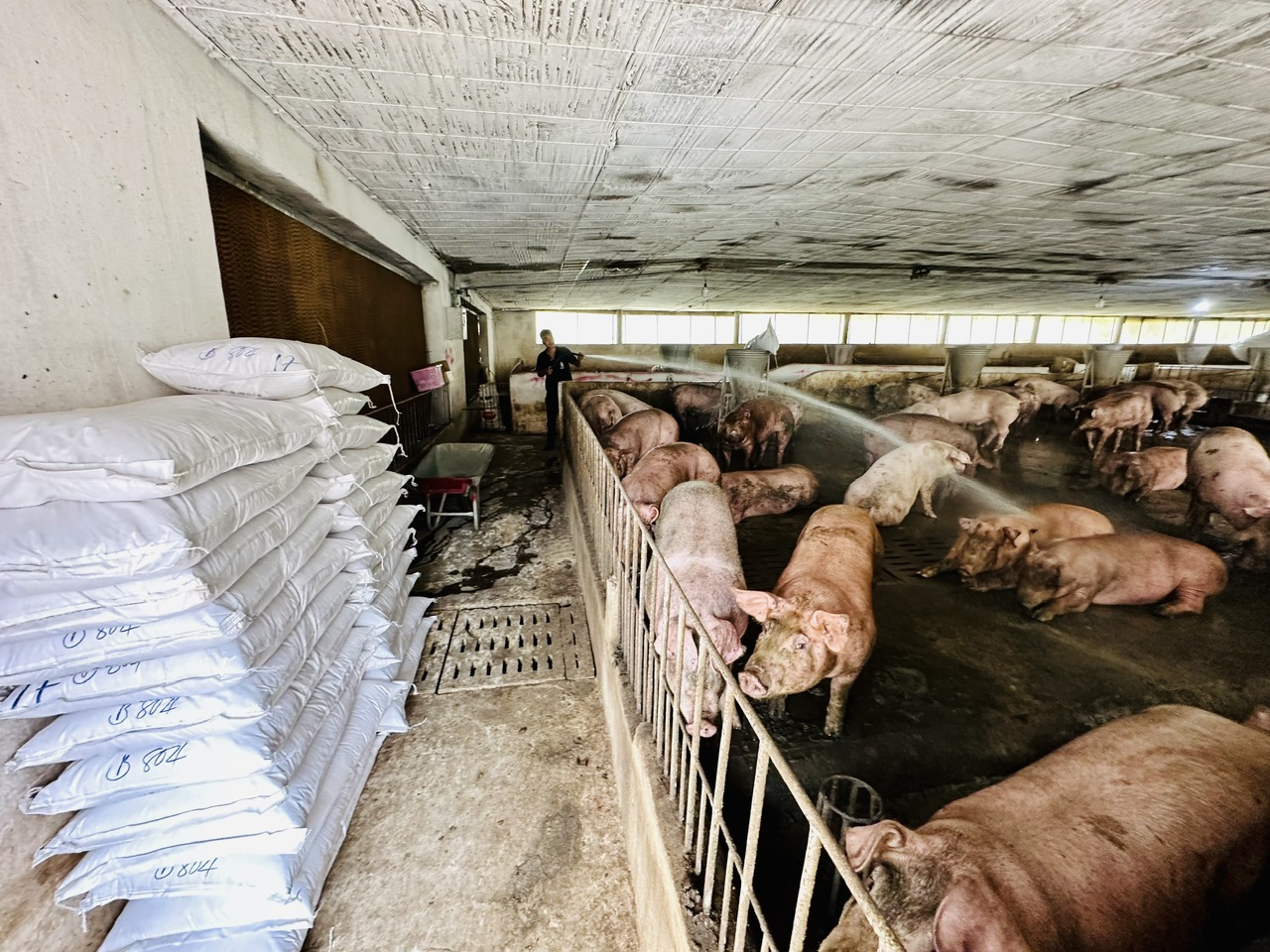 Chăn nuôi thiệt hại nặng do mưa lũ, tết này có thiếu thịt?- Ảnh 1.
