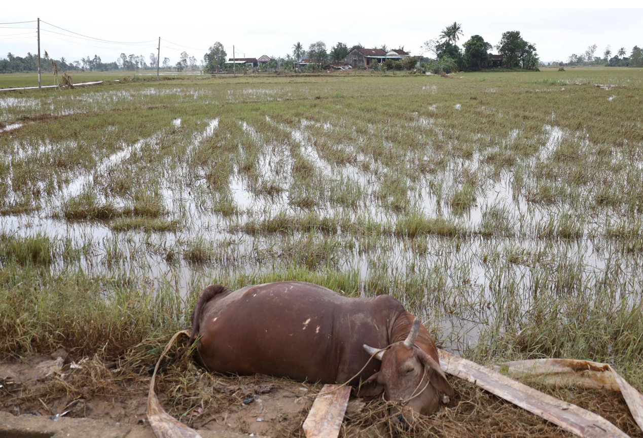 Chăn nuôi thiệt hại nặng do mưa lũ, tết này có thiếu thịt?- Ảnh 2.
