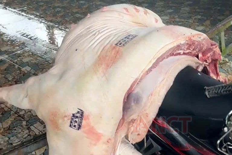 Chi cục Chăn nuôi và Thú y Cần Thơ lên tiếng Về vụ 3 cán bộ Thú y bị bắt - Ảnh 1.