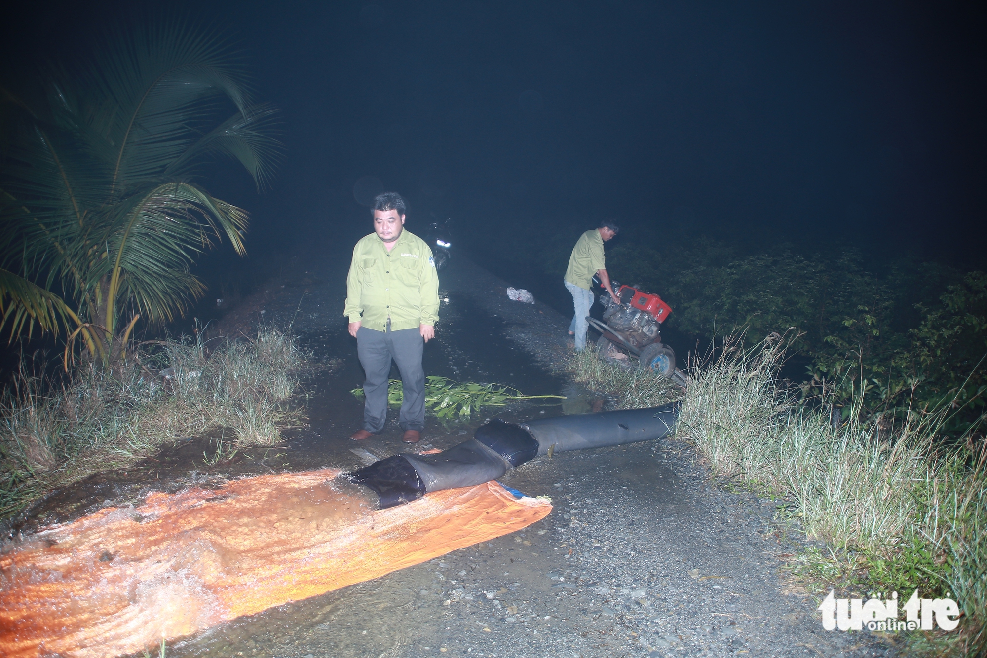 mai vàng - Ảnh 1.