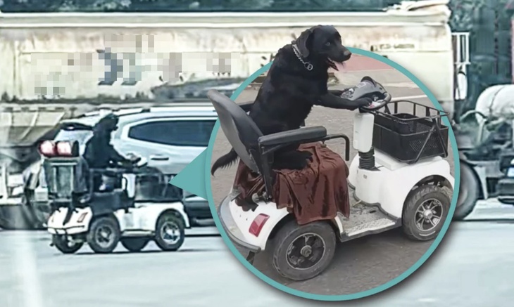 chó lái xe - Ảnh 1.