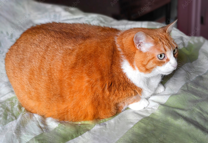 Chủ nhân của Rémi cho rằng không có bằng chứng về việc thú cưng của mình là thủ phạm, vì trong khu phố rất nhiều mèo cam khác. Ảnh: Adobe Stock