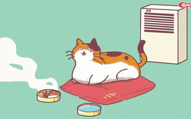 Chú mèo xấu nhất thế giới 'dắt' cả gia đình đến TP.HCM thi Hoa hậu mèo quốc tế Việt Nam 2025 - Ảnh 10.