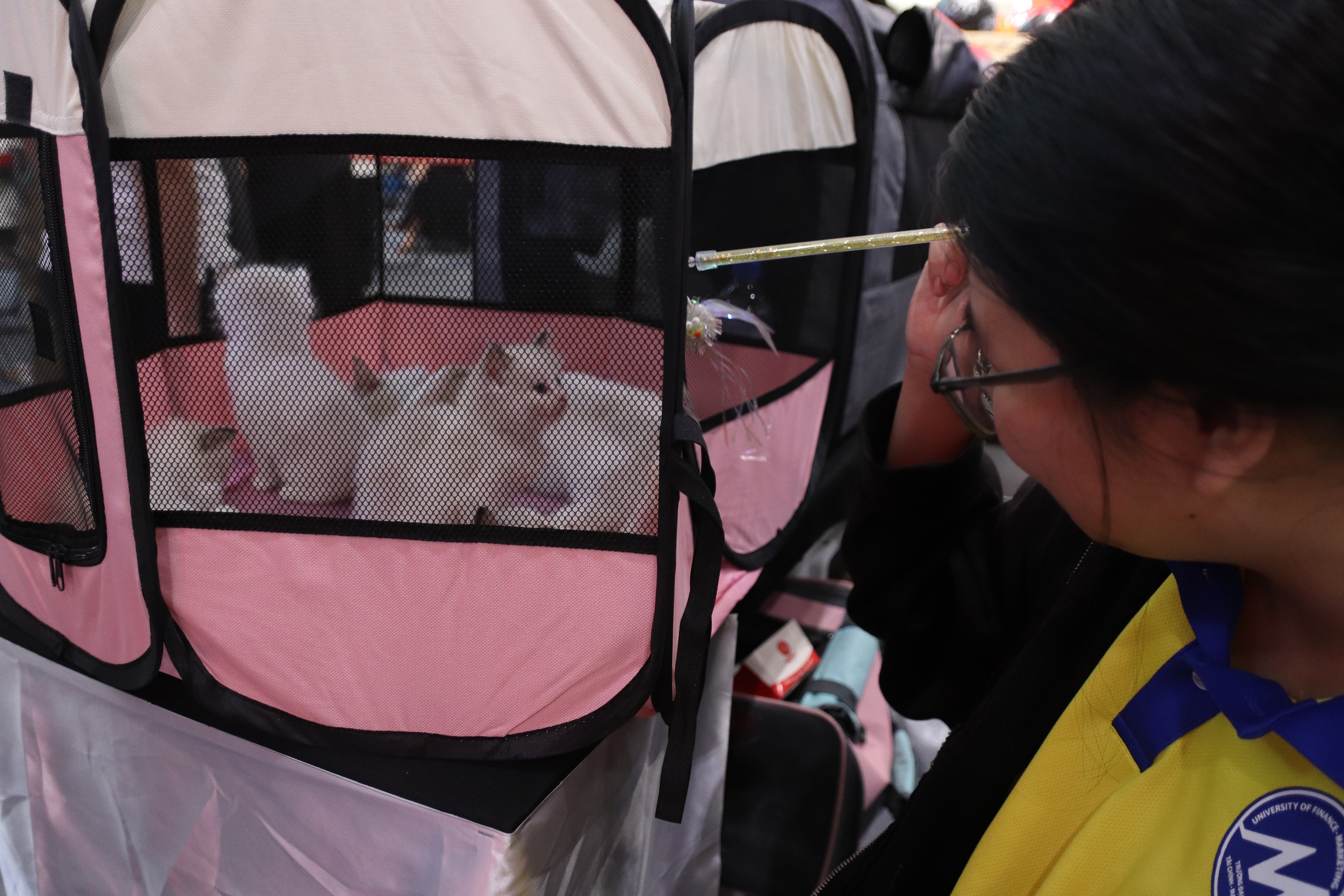 Chú mèo xấu nhất thế giới 'dắt' cả gia đình đến TP.HCM thi Hoa hậu mèo quốc tế Việt Nam 2025 3 mèo - Ảnh 3.