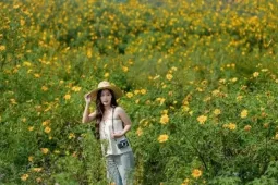 Sân bay cũ Cam Ly điểm đến tuyệt vời ngắm mùa dã quỳ Đà Lạt