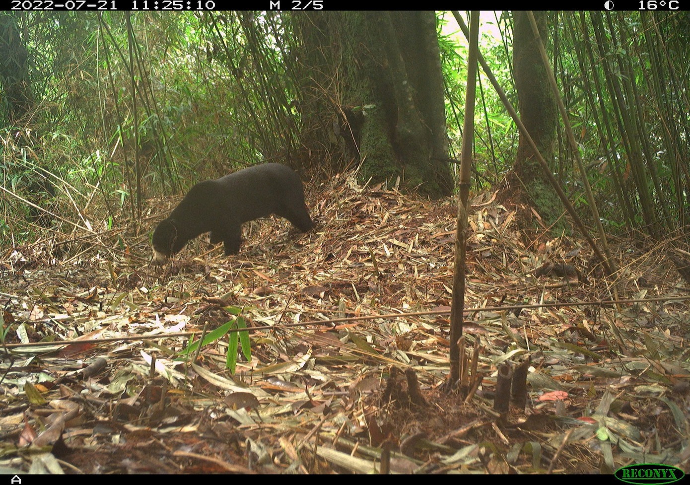 Đặt camera giữa rừng sâu, các nhà bảo tồn bất ngờ phát hiện loài vật cực kỳ quý hiếm vắng bóng hơn 20 năm- Ảnh 1.