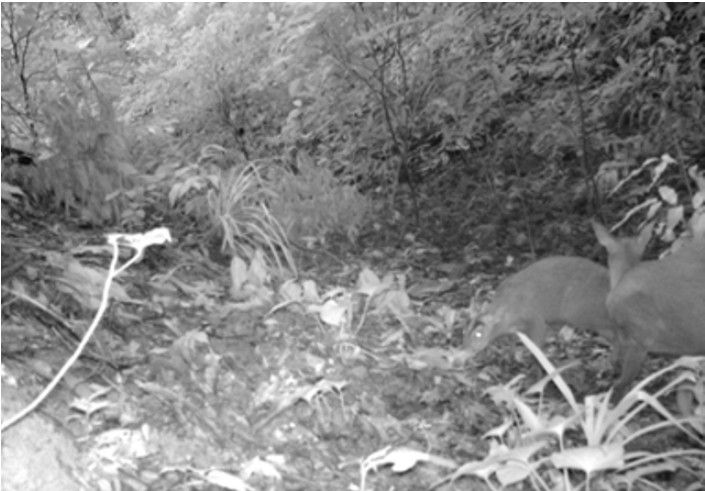 Đặt camera giữa rừng sâu, các nhà khoa học tình cờ phát hiện loài vật đã công bố tuyệt chủng gần 100 năm- Ảnh 1. Đặt camera giữa rừng sâu, các nhà khoa học tình cờ phát hiện loài vật đã công bố tuyệt chủng gần 100 năm- Ảnh 1.