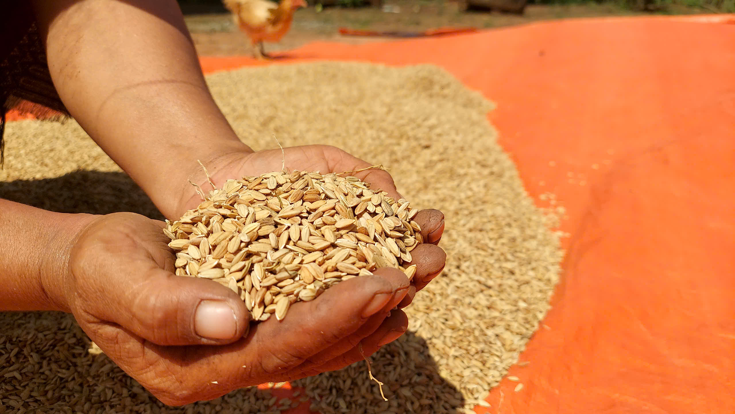 Dẻo thơm hạt lúa, lấp lánh tình người - Ảnh 1.