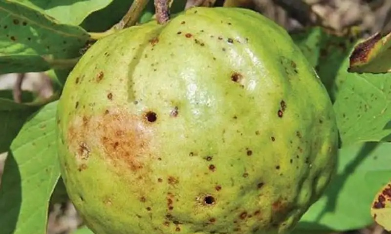 Đi chợ thấy 5 loại quả thì rẻ mấy cũng KHÔNG mua, người bán còn chẳng dám ăn- Ảnh 1. Đi chợ thấy 5 loại quả thì rẻ mấy cũng KHÔNG mua, người bán còn chẳng dám ăn- Ảnh 1.