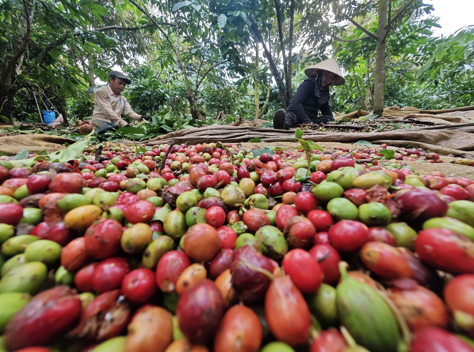 Dự báo 'cơn sốt' giá cà phê tiếp tục hạ nhiệt, vì sao?- Ảnh 1.
