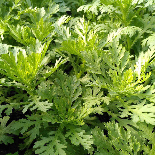 Rau cải cúc có nhiều lợi ích cho sức khỏe.