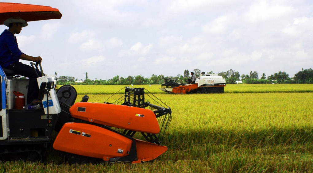 Gạo Việt chuyển mình mạnh mẽ từ giá rẻ sang cao cấp - 2