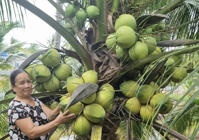 Dừa tươi tại nhà vườn ở Đồng bằng sông Cửu Long. Ảnh: Đăng Khoa