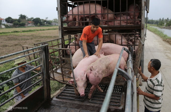 Mua bán lợn hơi ở chợ gia súc An Nội (Hà Nam cũ). Ảnh: Tất Định