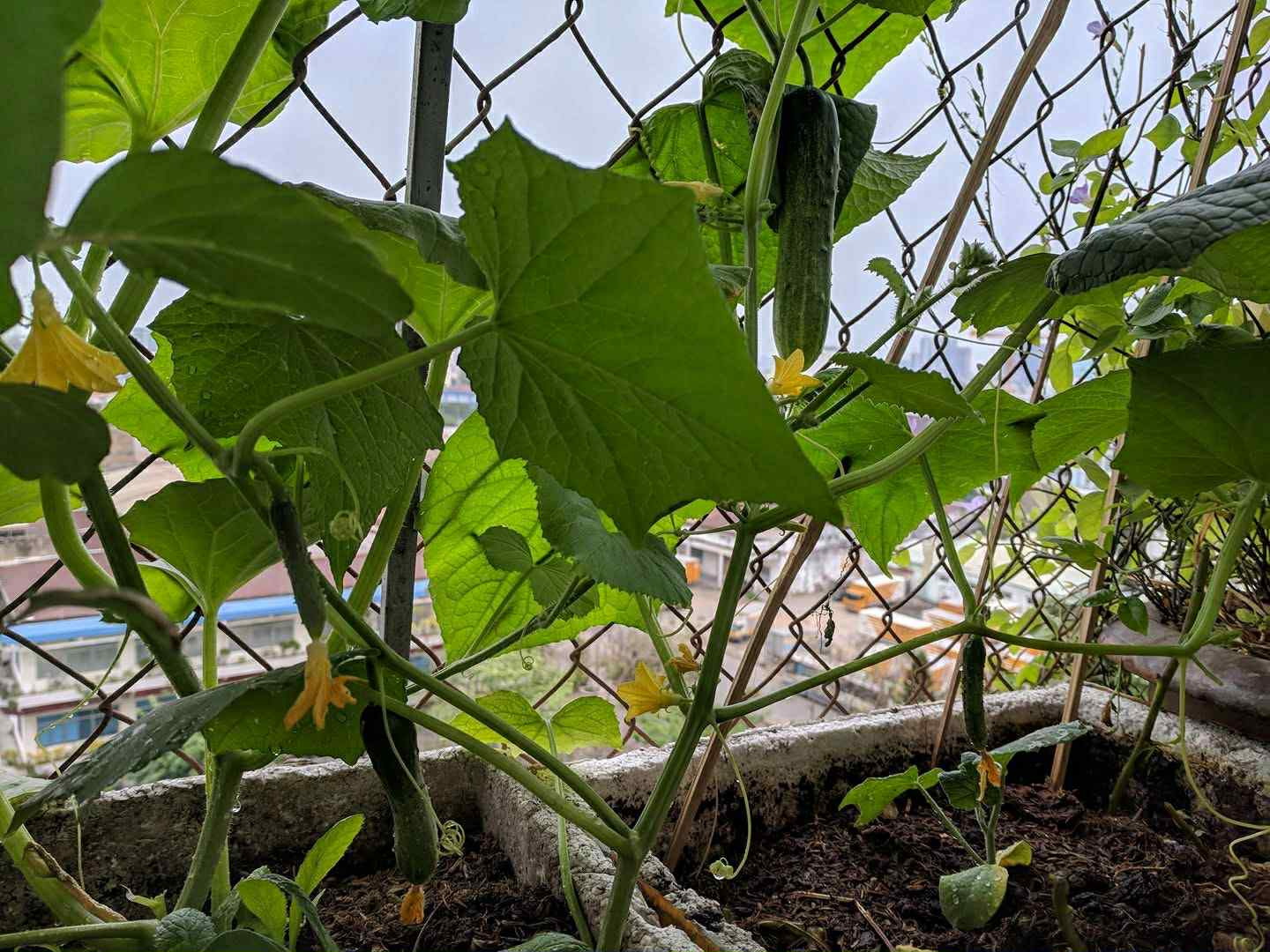 dông bão - Ảnh 1.