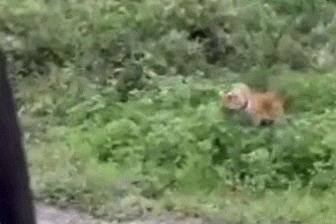 Nổi bật tuần qua: Hổ dữ bất ngờ lao ra từ bụi rậm, đe dọa người đi đường