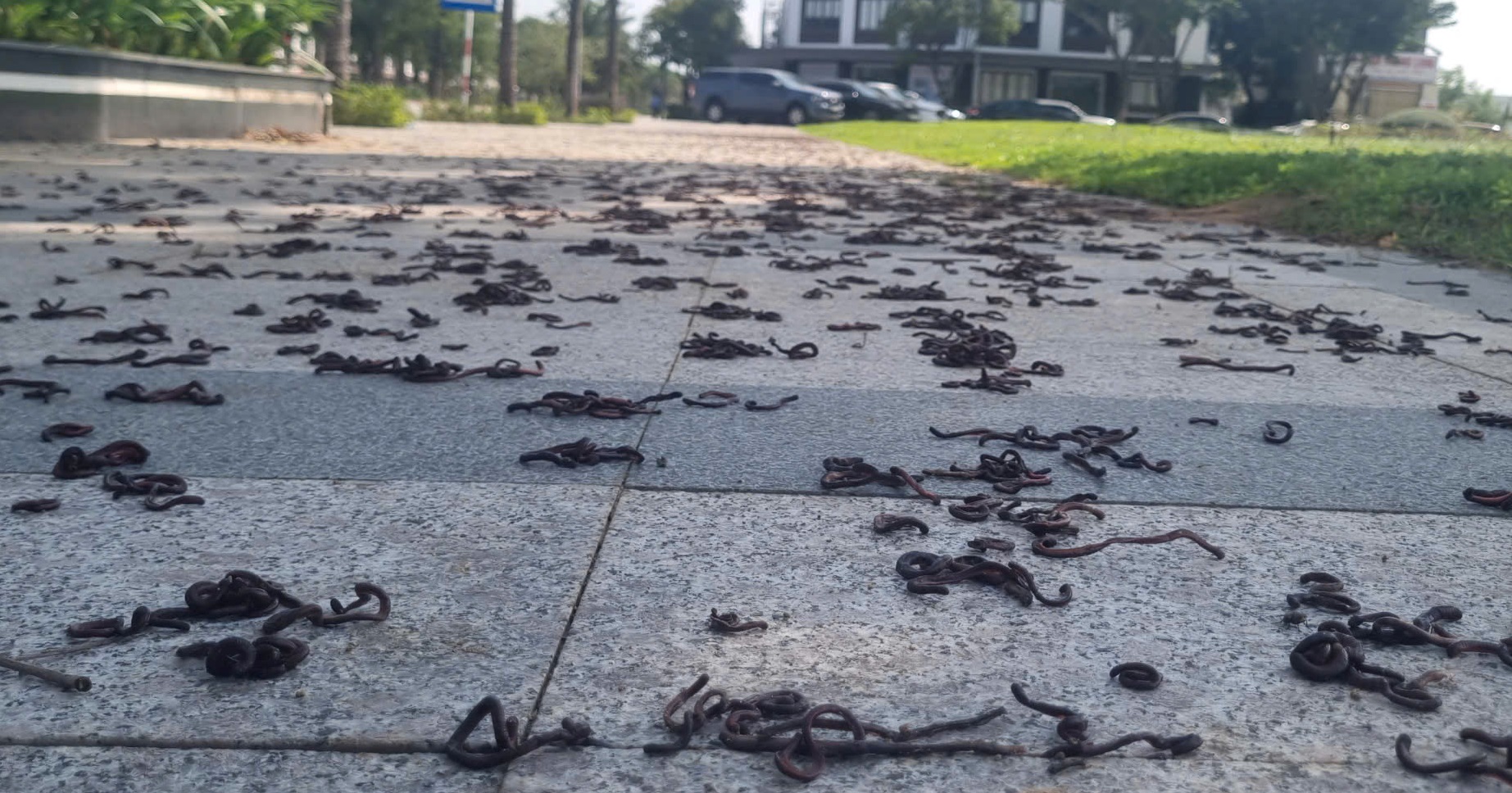 giun đất - Ảnh 1.