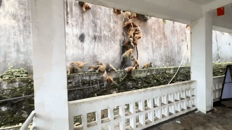 Hàng trăm con khỉ bất ngờ lao xuống núi với tốc độ chóng mặt: Hiện tượng lạ khiến người dân hoang mang- Ảnh 1.